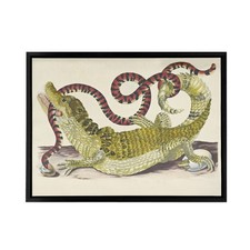 Listing image for Merian Alligator Crocodile Snake Framed Canvas Wall Art Print