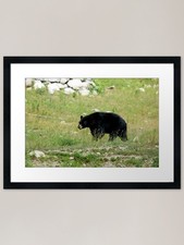 Listing image for Black Bear - Parc Omega Framed Art Framed Wall Art Poster Canvas Print Picture